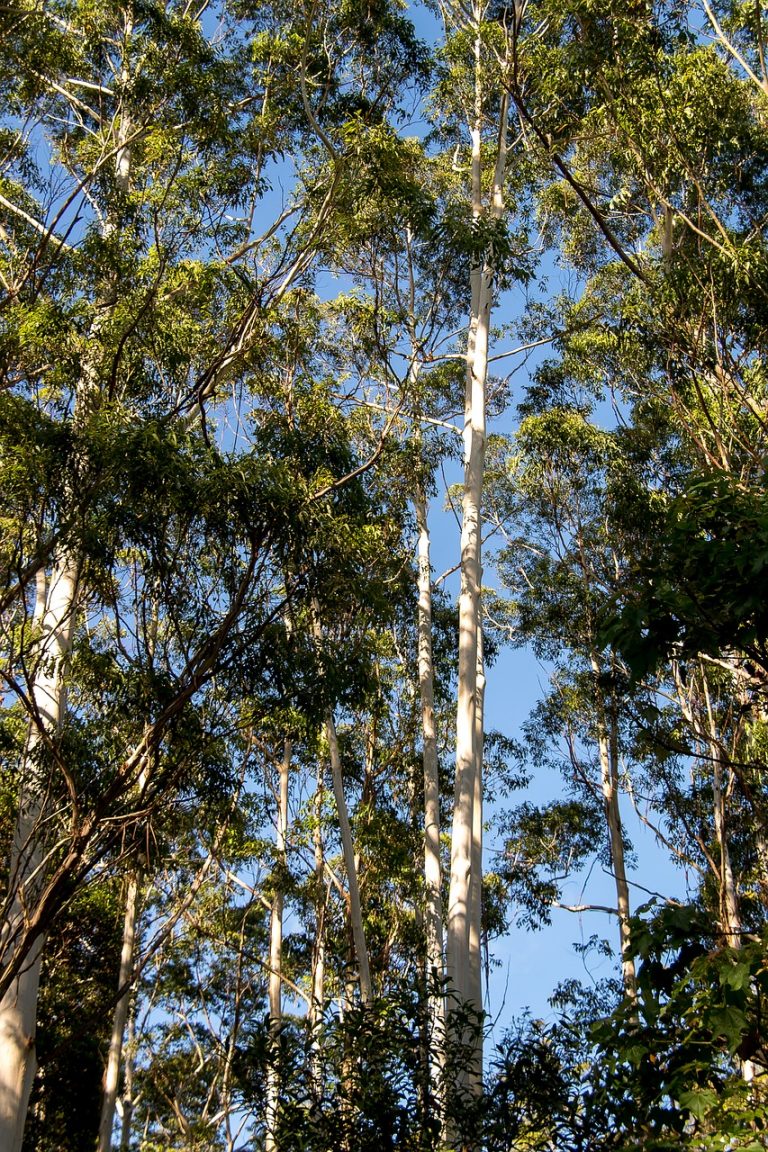 Fiber Thatch_Eucalyptus Grandis_Roof Structures03